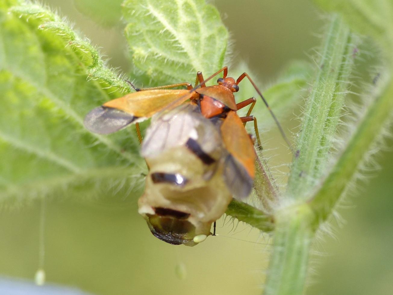 Miridae (Calocoris nemoralis) parassitato da larva